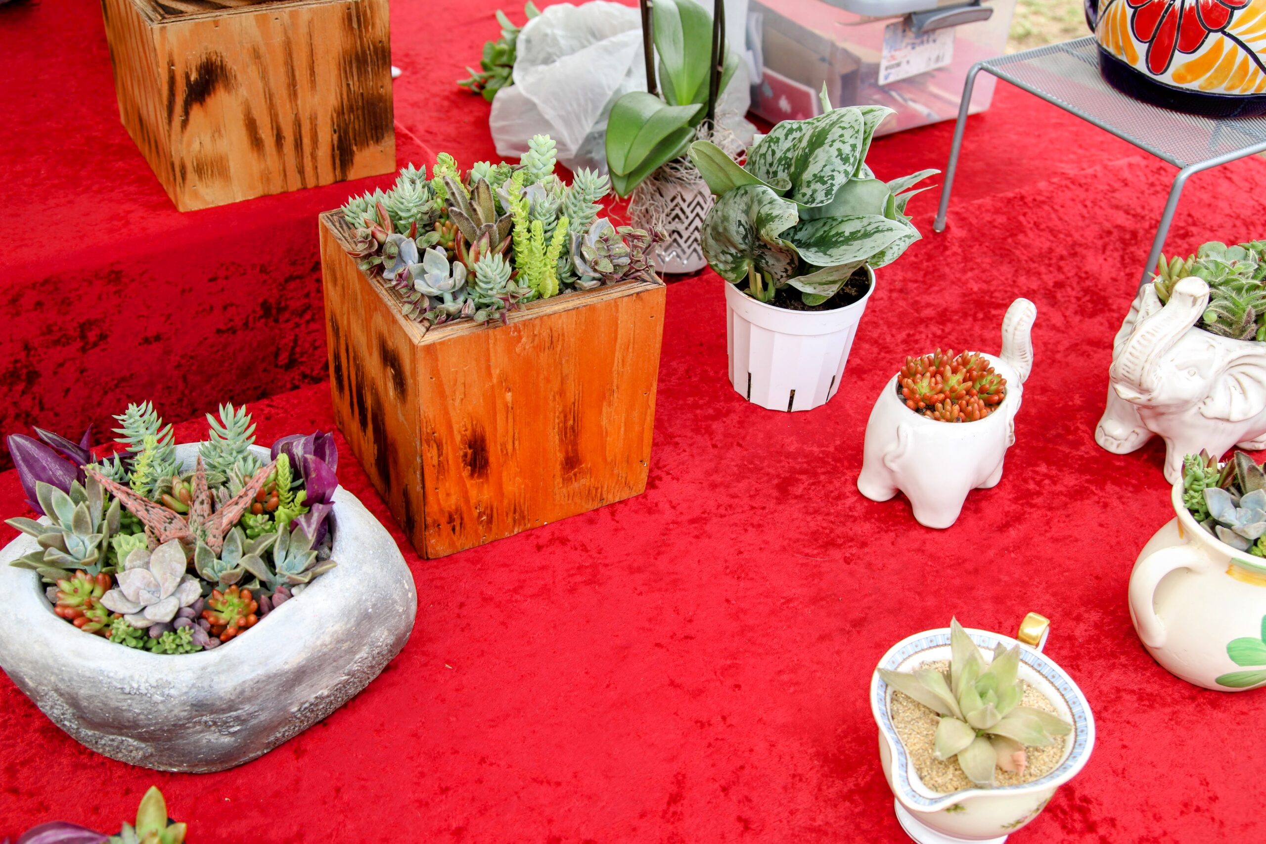 Succulent potted plants in a wooden planter